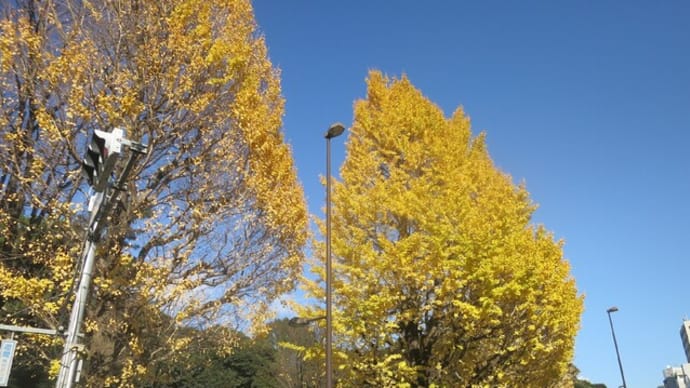 東京都庭園美術館紅葉散歩