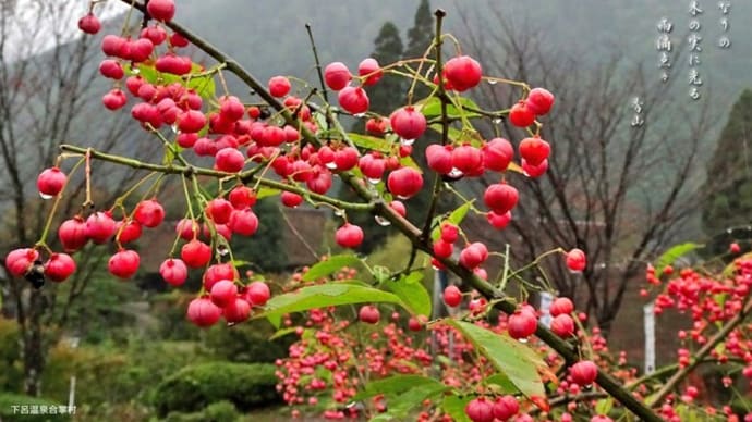 木の実