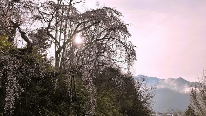 卒倒坂の雲雀桜と周辺からの風景&長野県町村会役員会