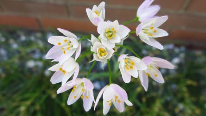 春~初夏の花:アリウム・ロゼウム