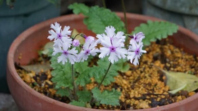 和花(日本桜草と牡丹)