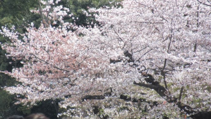東京にある桜の名所を駆け足