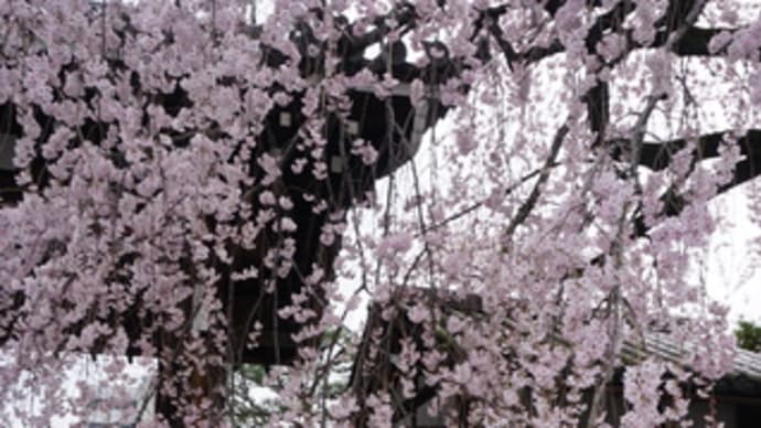 ミモロの桜レポート。京都岡崎エリアの桜めぐり。聖護院門跡、武徳殿のしだれ桜や琵琶湖疏水沿いの桜