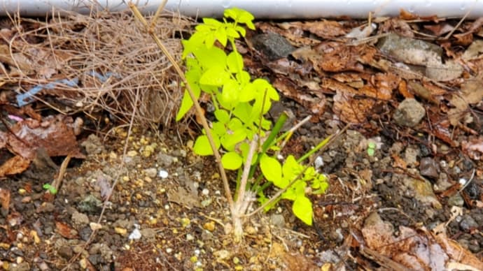土用が過ぎたので植え替え。