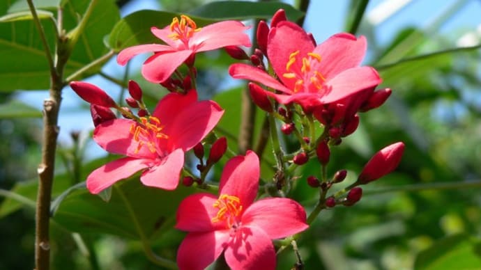 夏の花:提琴桜