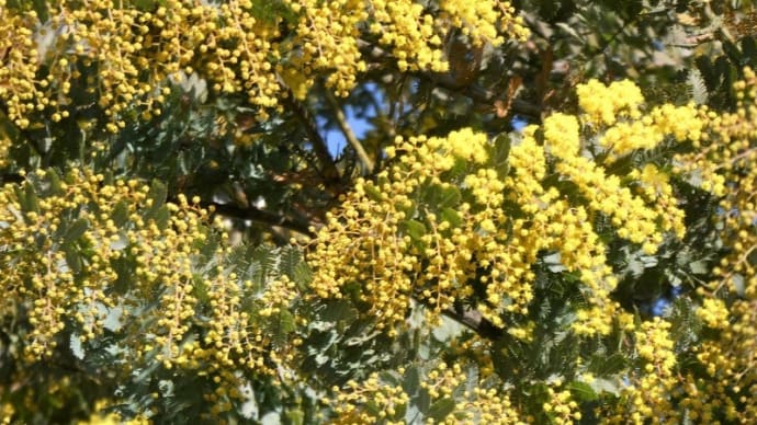 「さがみの仲良し小道」では「ミモザ」が黄色い房状の花を咲かせてきた!!