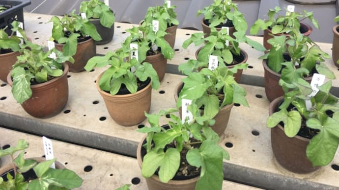 本植はいつやろうかな?