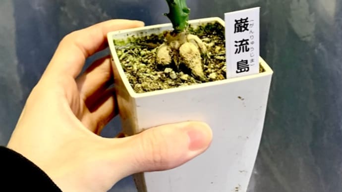 観葉植物　ユーフォルビア・クンチー(巌流島)