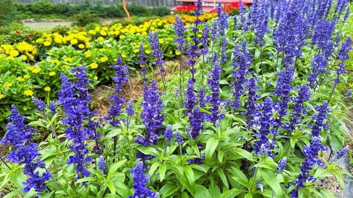 「地域ぐるみでむらじゅう花ざかり」事業の大日向区の花畑の風景&長野県市町村総合事務組合定例会議会&長野県町村会役員会