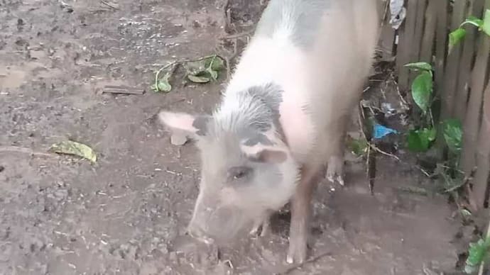 台風の被害を受ける動物たち