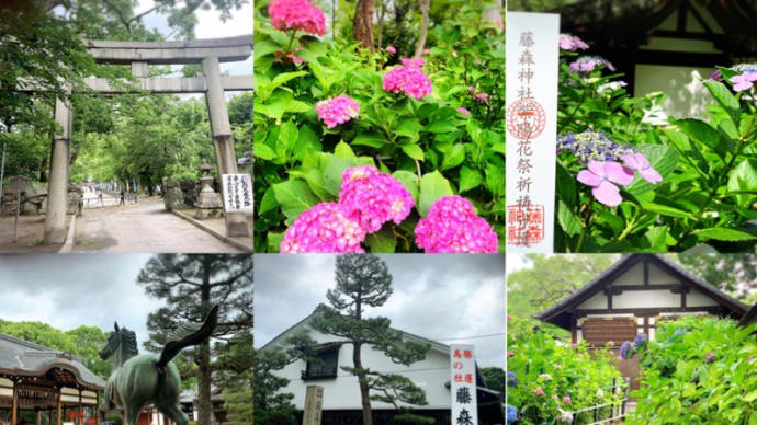 【京都】紫陽花の名所で競馬や勝ち運のパワースポット藤森神社へ
