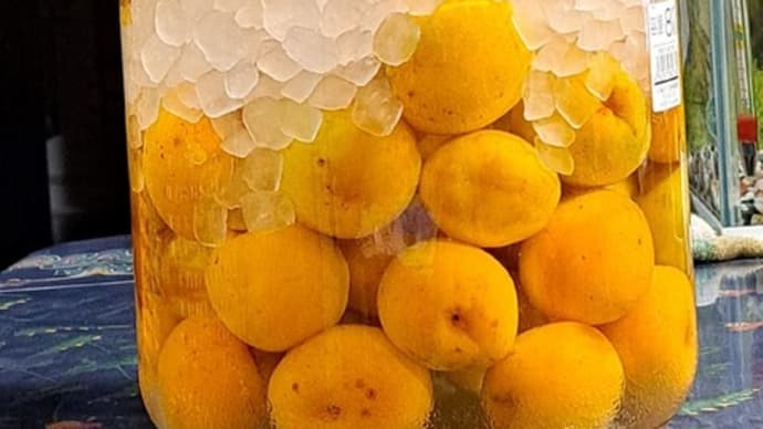 豊後梅の収穫 梅酒のほかは何にしようかな 23.6/20