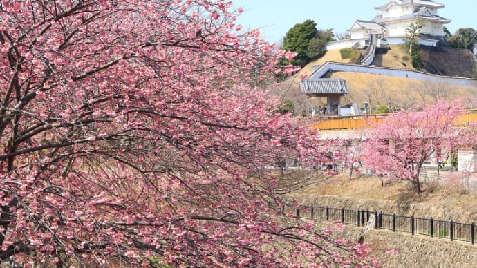 掛川桜が見頃を迎えているようです（写真は２０２３年）