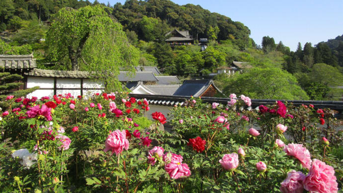 超オススメ体験 長谷寺の朝勤行 のブログ記事一覧 奈良の長谷寺 旅宿 いったん