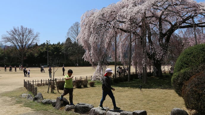 飯田市 旧山本中学校杵原学校の桜 6