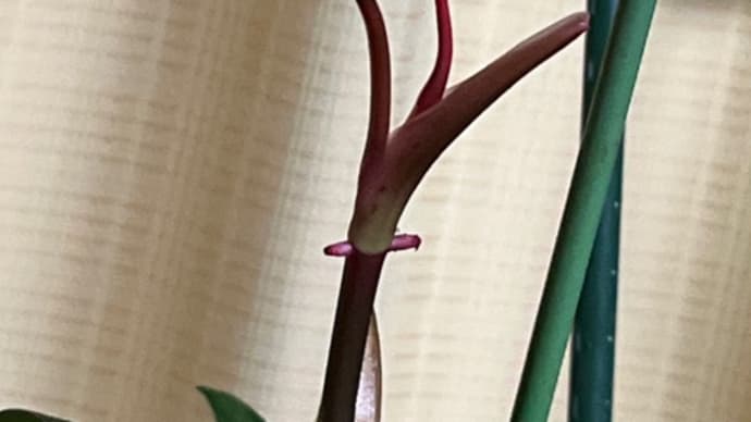 やっぱり無理。