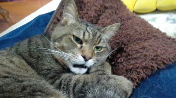 そわそわする猫