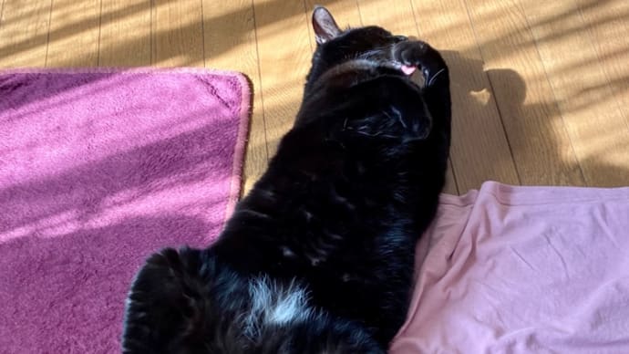 気持ちよさそに、ヘソ天トノ
