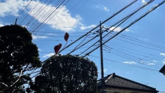 珊瑚婚