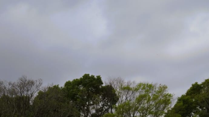 ウグイスが鳴いた日♪