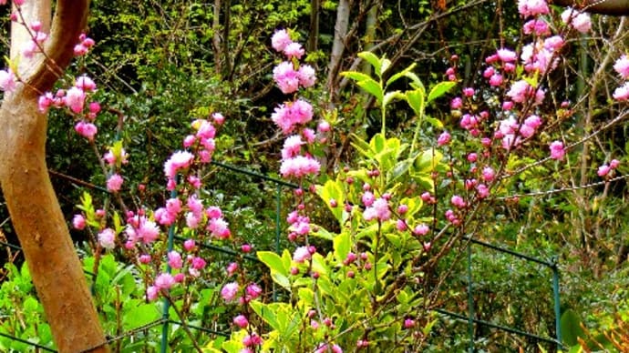 庭の花木（4月-2）ブルーベリーの花いっぱい、ニワザクラ、ヤマブキ、メギ、他