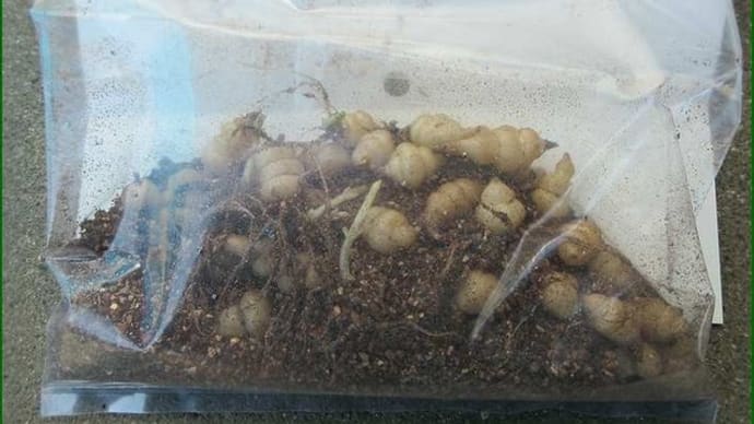 予定を変更して、本日の昼から急遽1回目の「チョロギ」の種塊茎を畑へ植え付けて・・・