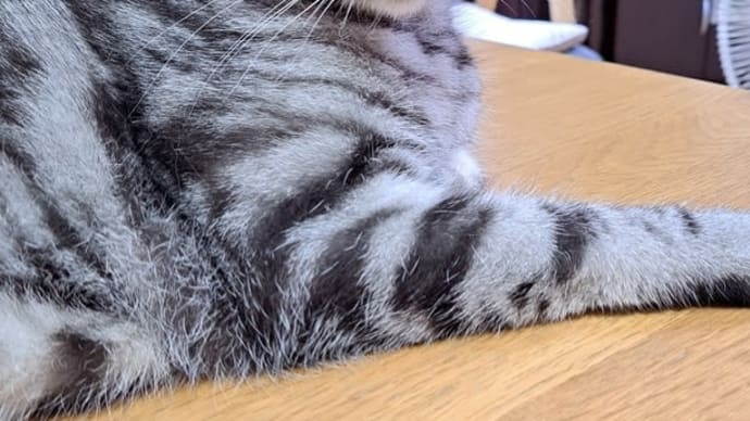 来るわけないと思ってた秋が来るかもしれない。