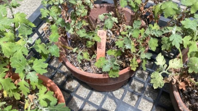 盆栽菊