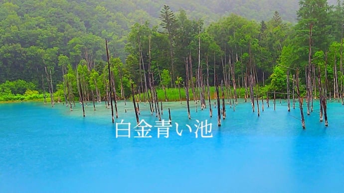 行こう!白金青い池。 2024.7.8《北海道旅行⑤》