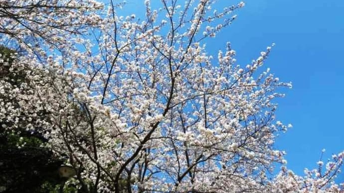 桜満開！水鳥さんも春を満喫(^^♪