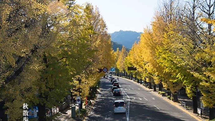 秋の街路樹。