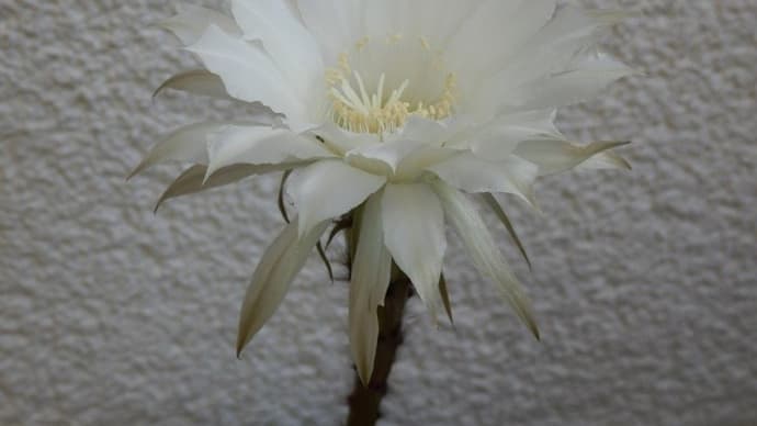 サボテンの白い花