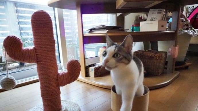 NEKO的猫お正月<撮りぞめ>