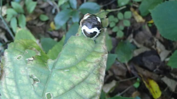 アカスジキンカメムシの幼虫