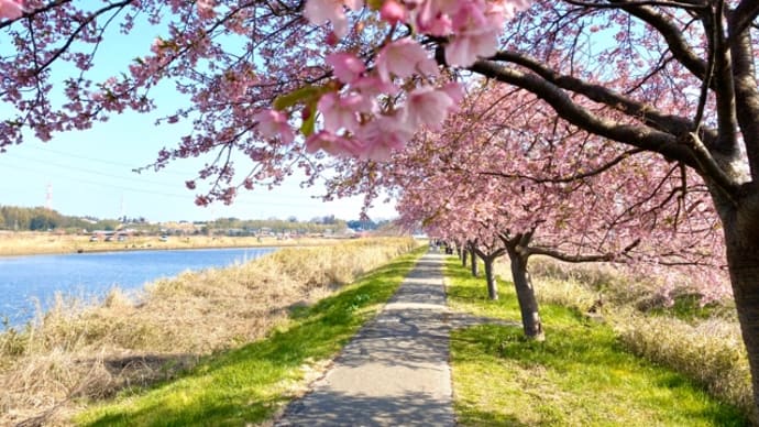 河津桜 満開！