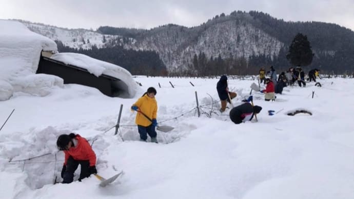 小川豊治ぶどう園の除雪作業が一旦終了