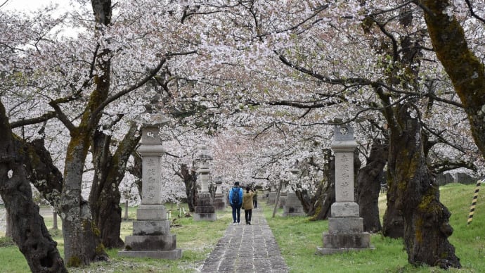 さくら狩り 新潟県長岡市御山町 悠久山桜まつり:蒼柴神社桜第門(2)桜のトンネル:桜第門(さくらだいもん)