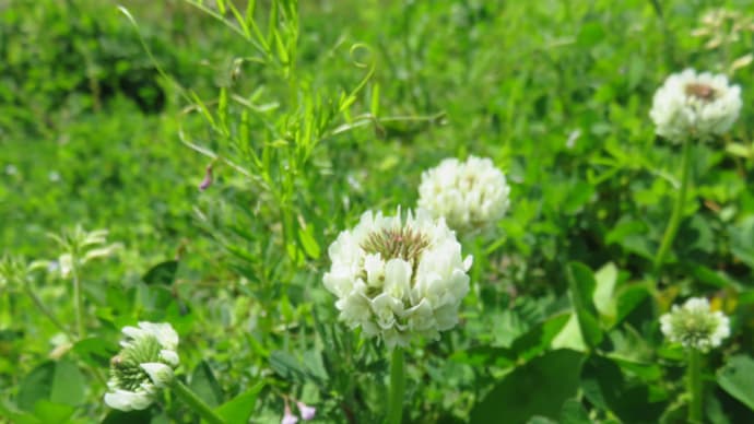 White clover