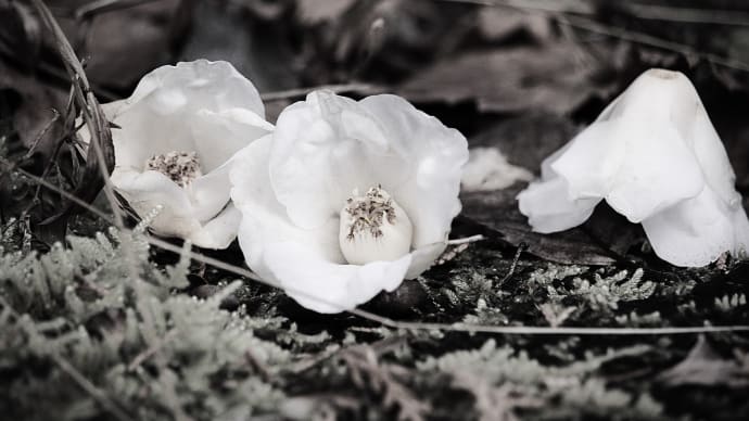 露玉、初春の花