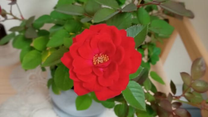 第3世代開花…♪