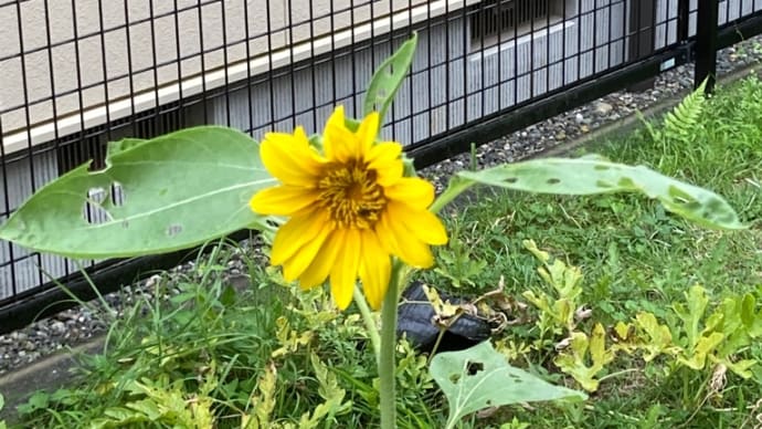 ひまわりの花🌻