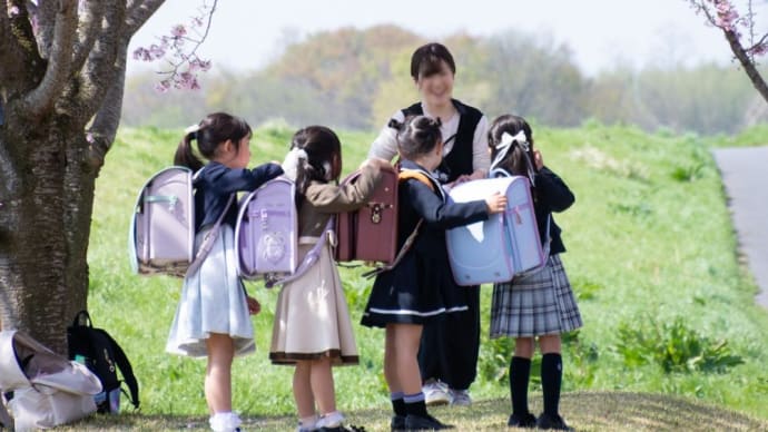 思川桜