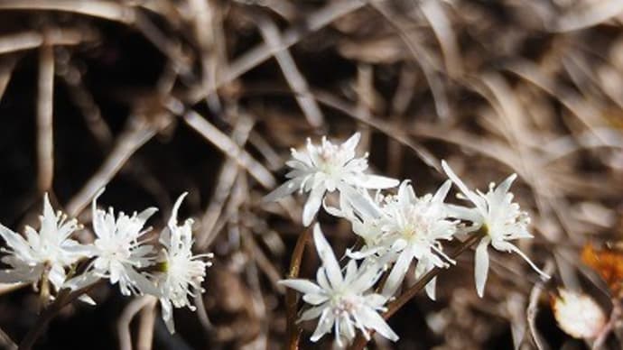 東京都薬用植物園にて