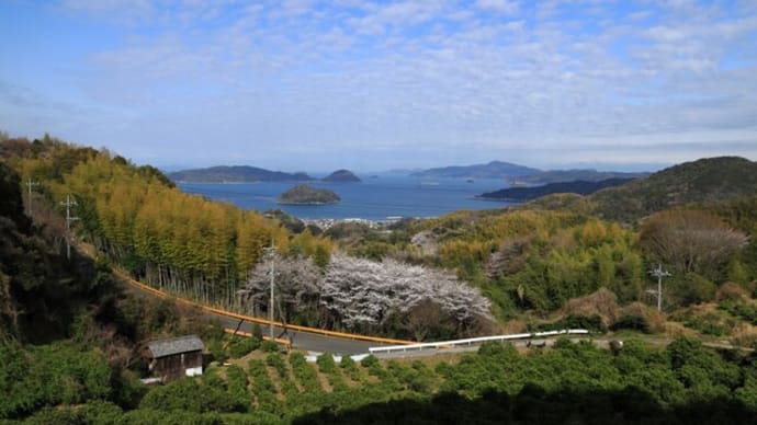 無名の大桜 周防大島