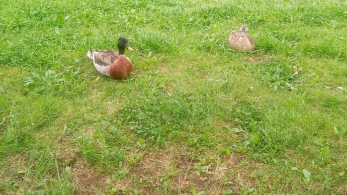 舎人公園はトリ公園?