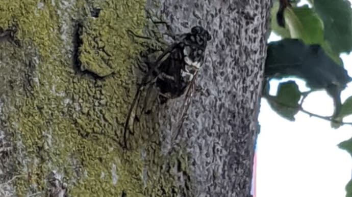 コヤツ、小さい癖に上手に夏を歌いやがる(笑)。