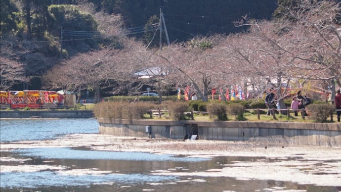 八鶴湖の桜