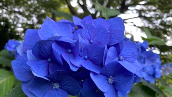 紫陽花