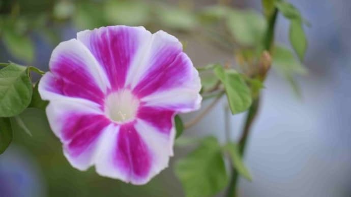 伝統の朝顔展の下見、くらしの植物苑