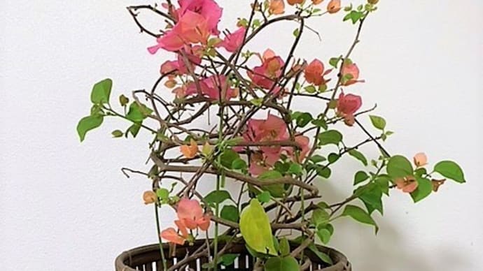 ブーゲンビリアと 河津桜と カエルの卵